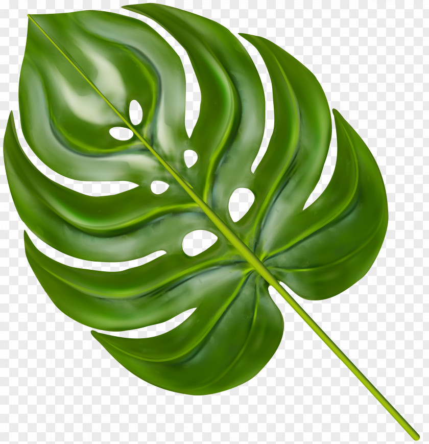 Leaf Palm Branch Clip Art Trees PNG