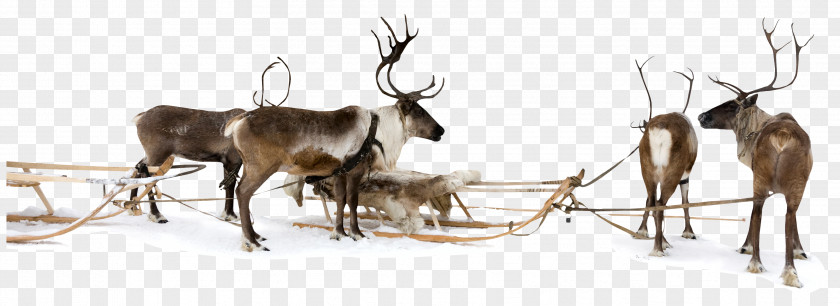 Reindeer Sled Christmas PNG