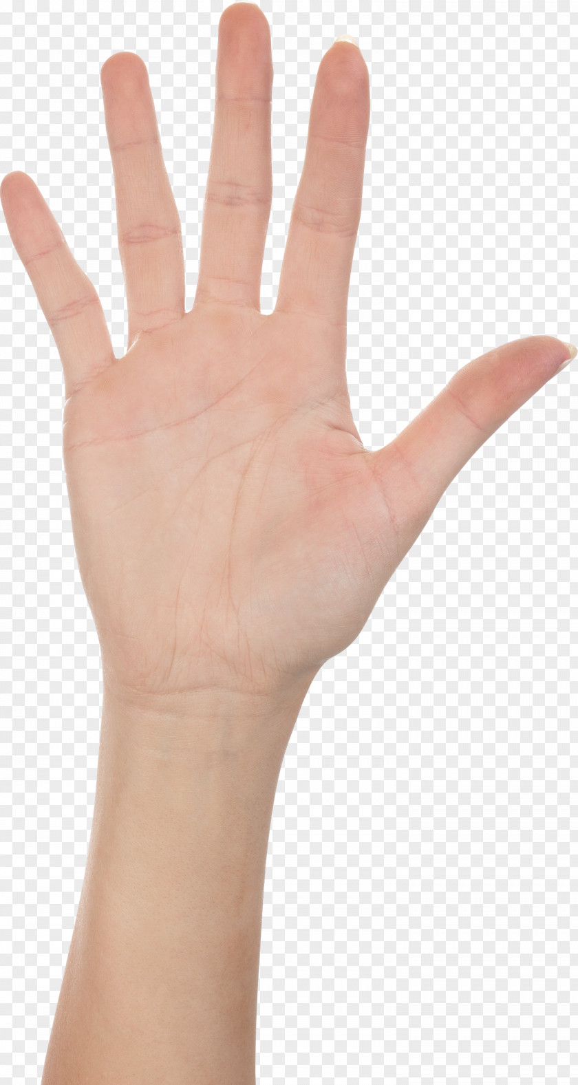 Upper Limb Hand Finger PNG limb Finger, hand clipart PNG