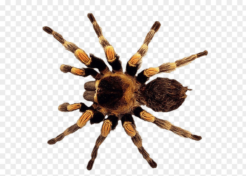 Spider Image Clip Art PNG