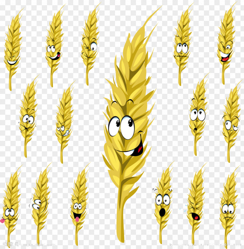 Barley Material Wheat Cartoon Drawing Stock Illustration PNG