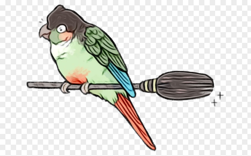 Budgie Pet Feather PNG