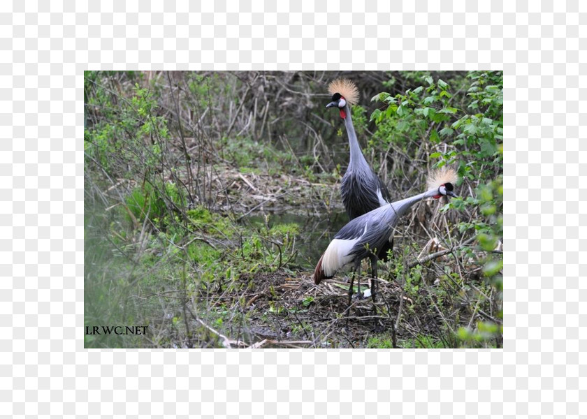 Crowned Crane Ecosystem Fauna Stork Beak PNG