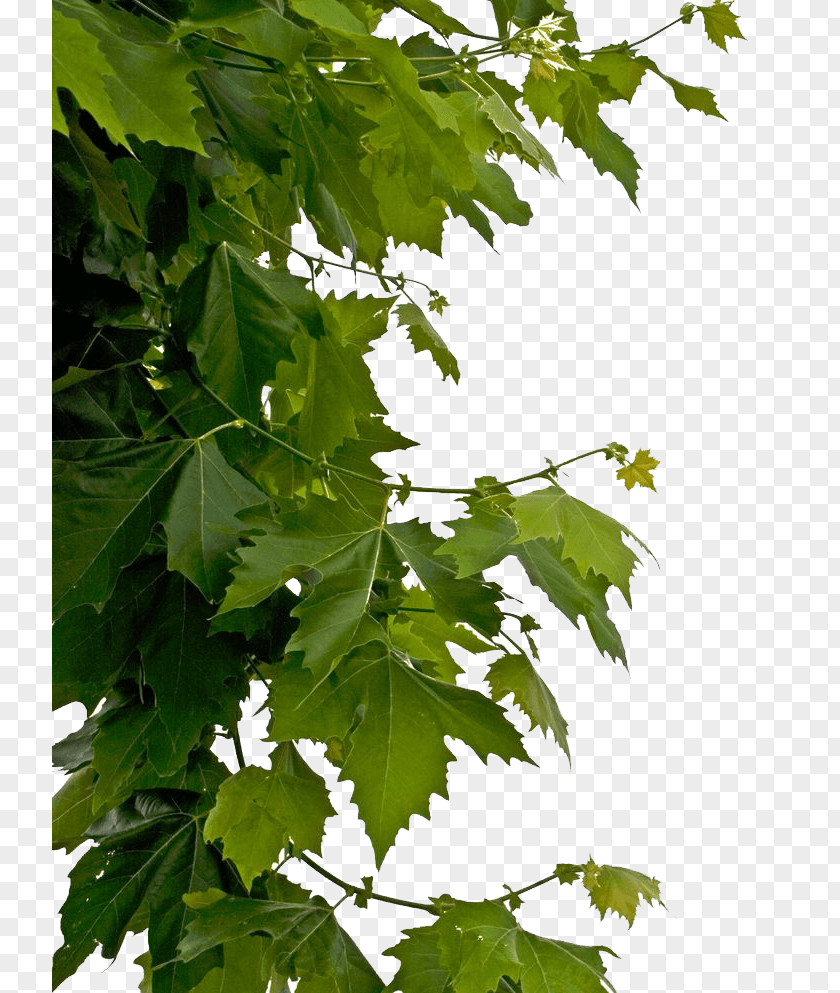 Leaves Side Decoration PNG Decoration, green vine plant clipart PNG