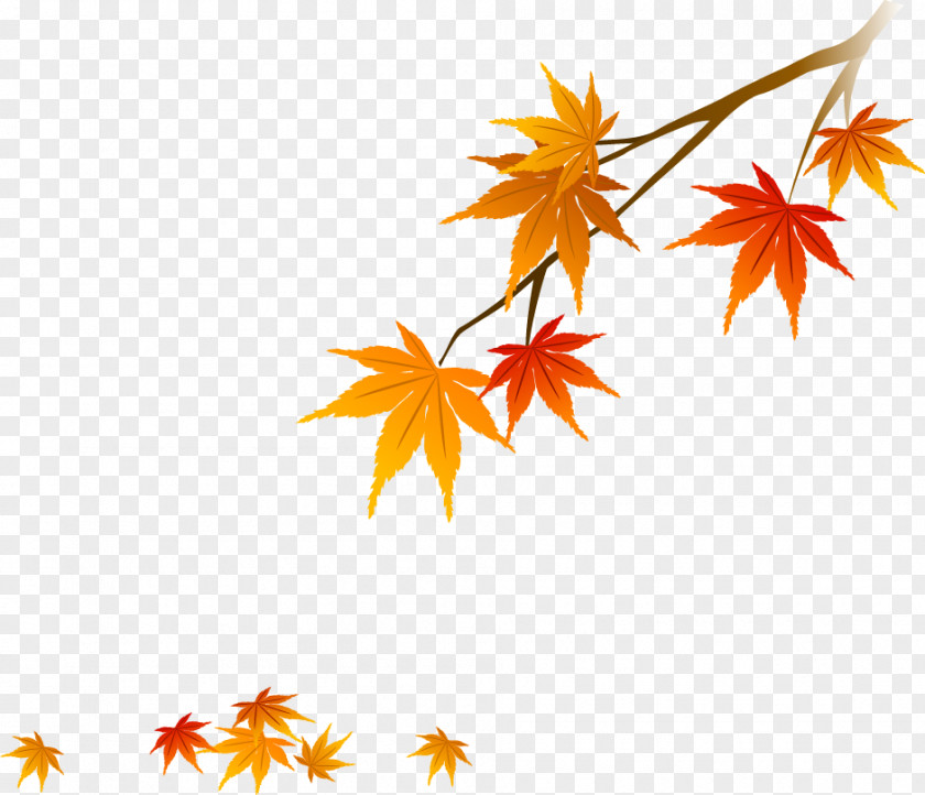 Maple Autumn Leaves Red Leaf PNG