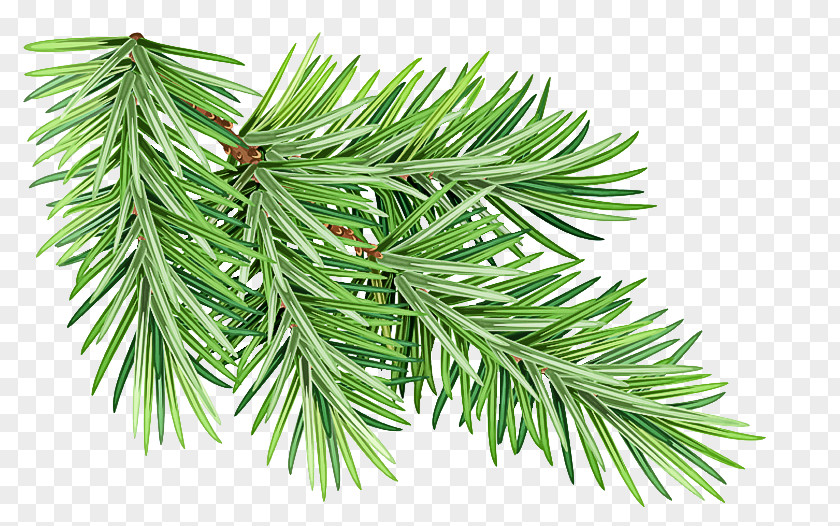 Shortleaf Black Spruce Columbian Balsam Fir Jack Pine Yellow PNG