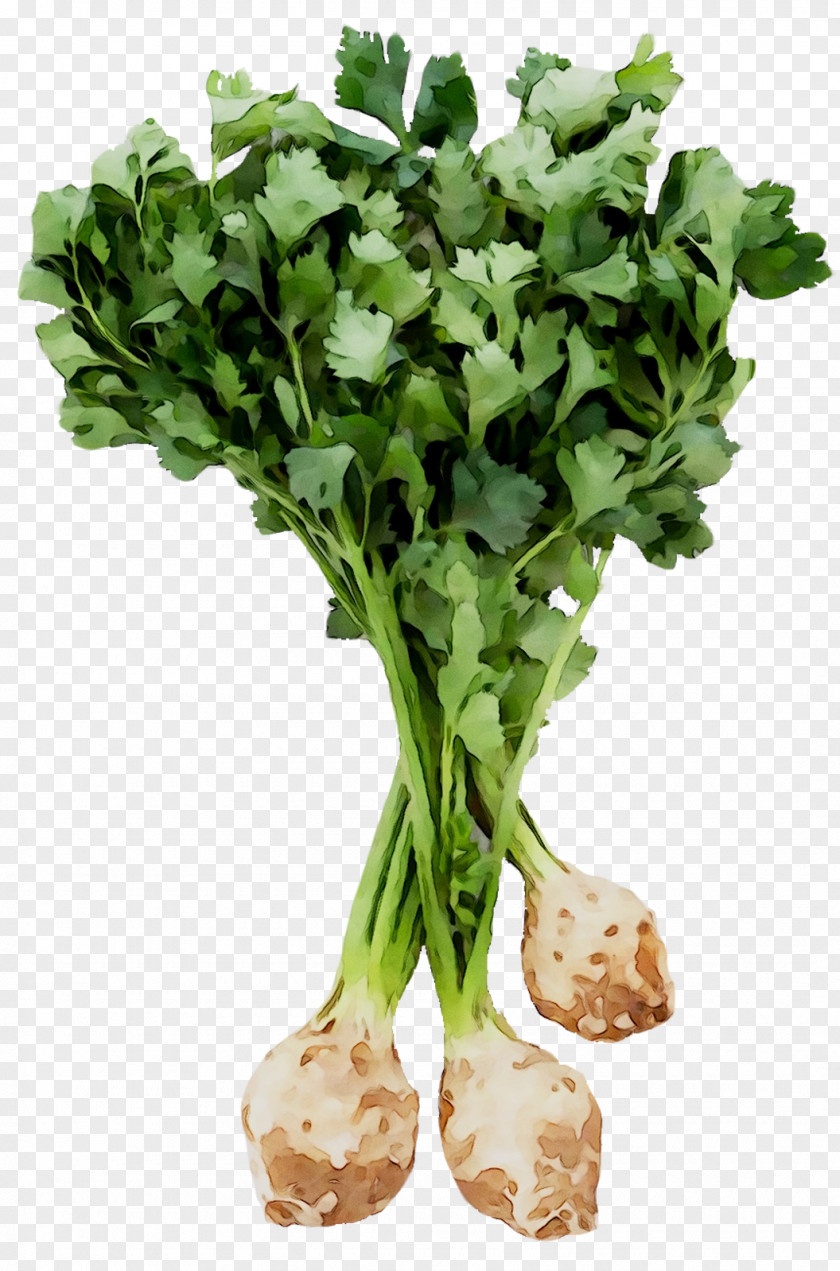 Celeriac Root Vegetables Turnip Rutabaga PNG