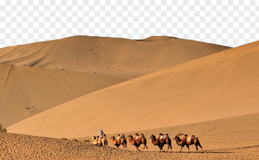 Desert Camel Erg Sand PNG