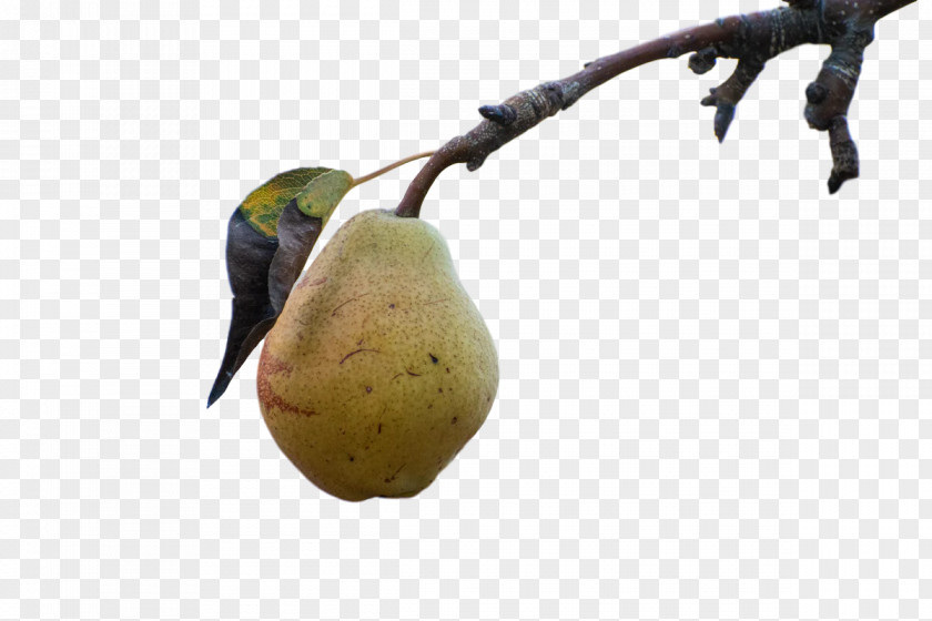 Pear Fruit Fahrenheit Chemistry Science PNG