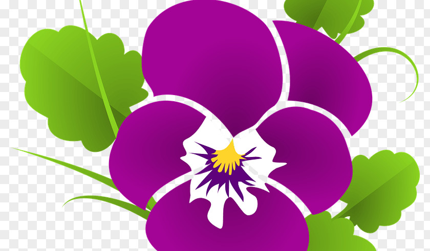 Pink Pansy Sweet Violet Lilac Clip Art PNG