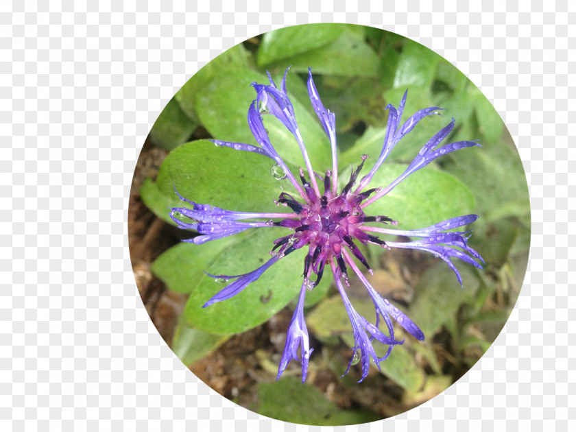Radial Pattern Purple Violet Wildflower Plant PNG