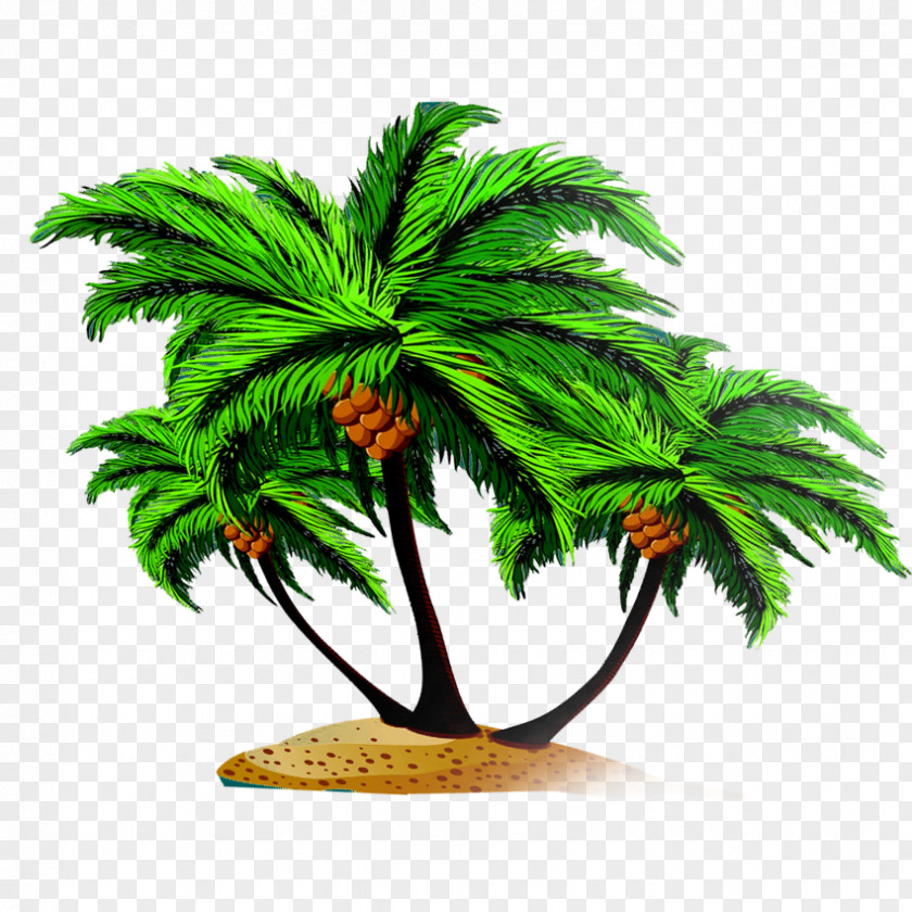 Coconut Tree Arecaceae Euclidean Vector PNG