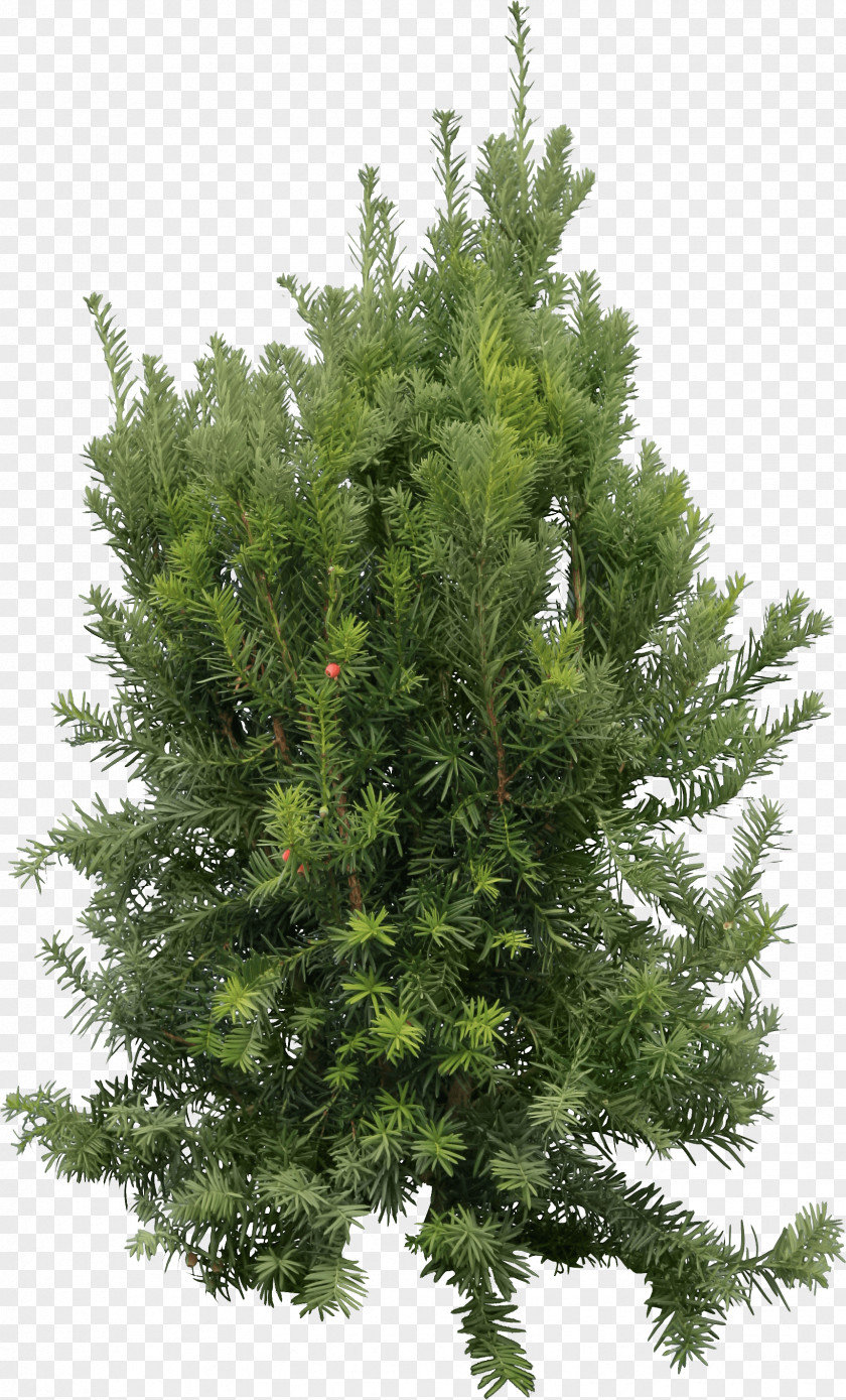 Fir-Tree Image Fir Pine Cedar Tree PNG