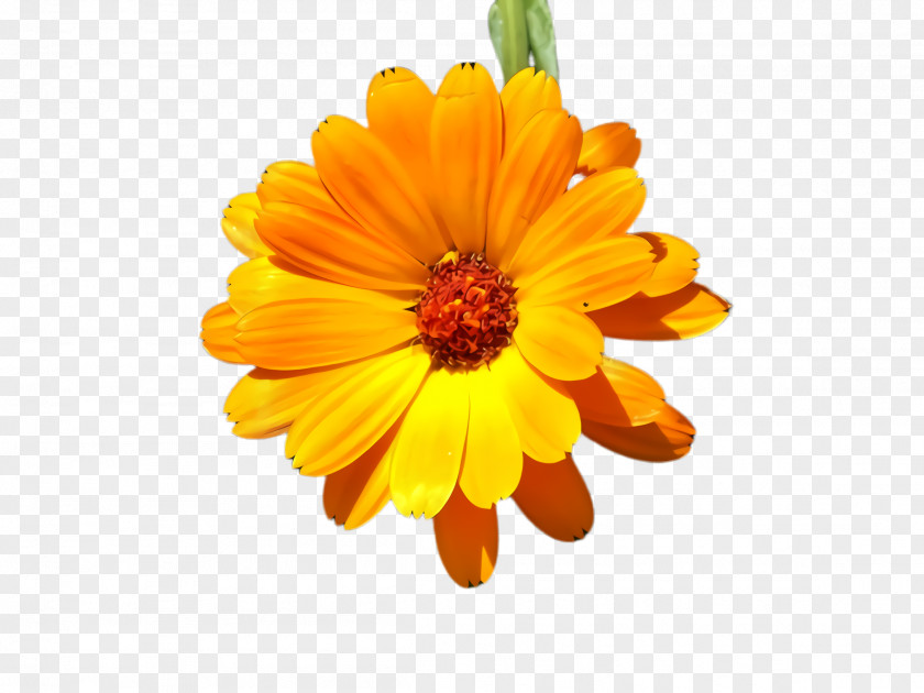 Perennial Plant Barberton Daisy Blossom Background PNG