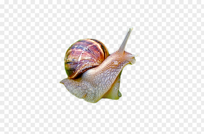 Snail Presentation PNG