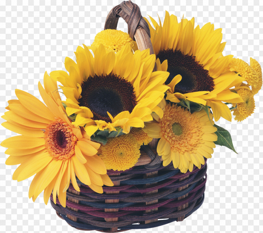 Sunflowers Royalty-free Basket Common Sunflower Garden PNG