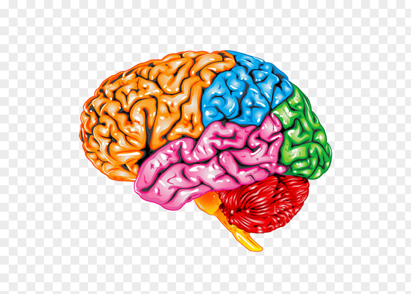 Brain Occipital Lobe Lobes Of The Parietal Frontal Temporal PNG