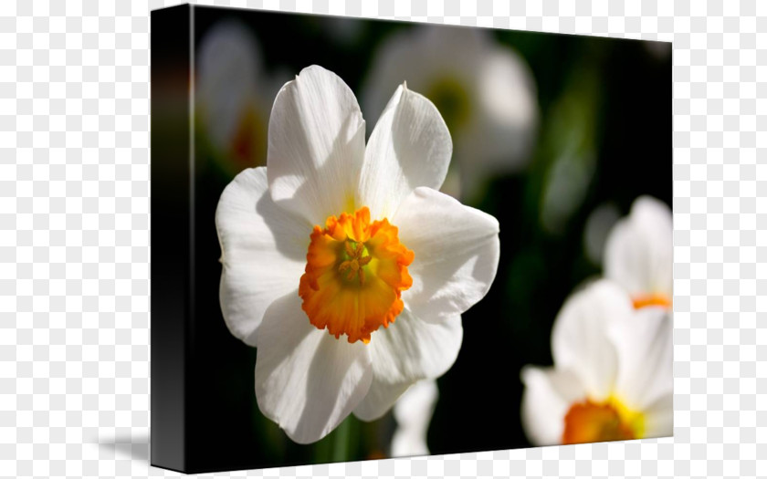 Daffodil Narcissus Sea Anemone Wildflower Herbaceous Plant PNG