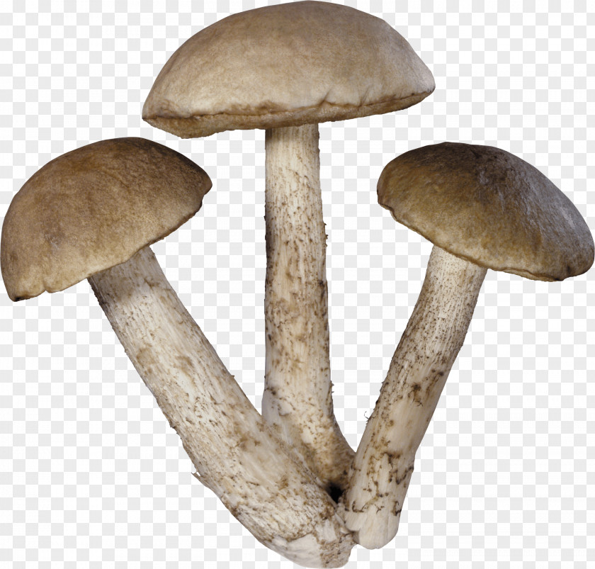 Mushrooms Common Mushroom Theme Clip Art PNG