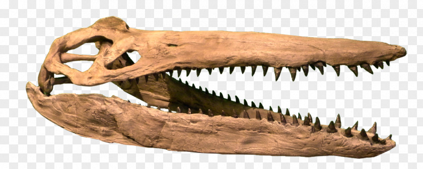 Nature Sea Animals Marine Microorganisms Plesiosauria Late Cretaceous Kronosaurus Liopleurodon Rocky Mountain Dinosaur Resource Center PNG