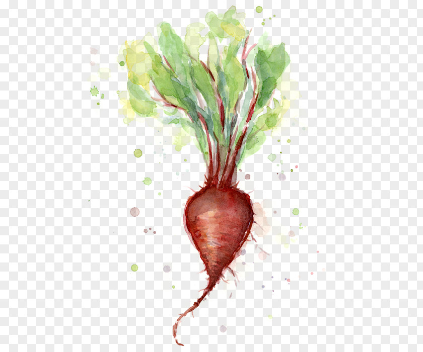 Painting Beetroot Watercolor Art Vegetable PNG
