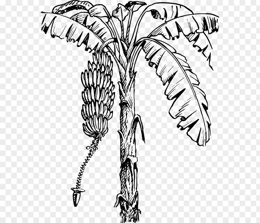 Wild Plantain Wonderfully Clip Art Vector Graphics Drawing Openclipart Banana PNG