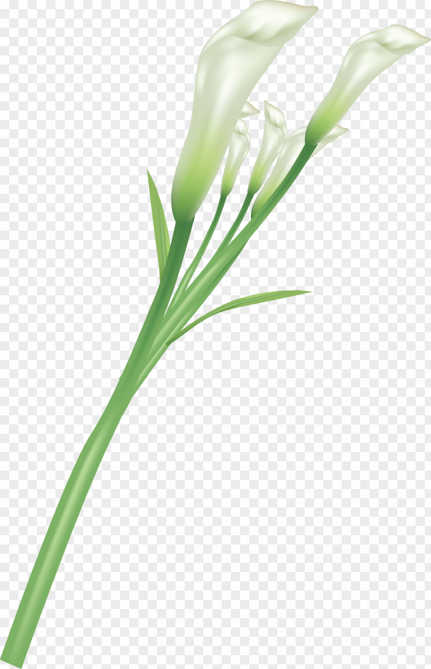 Callalily Lilium Flower PNG