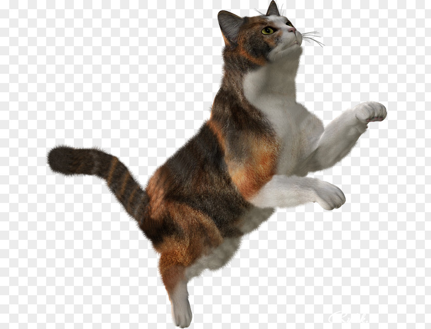 Cat Small To Medium-sized Cats Jumping Tail Toy PNG