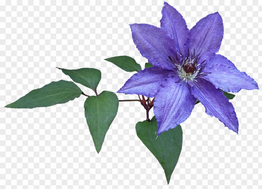 Clematis Banner Image Photography Public Domain Pixabay PNG
