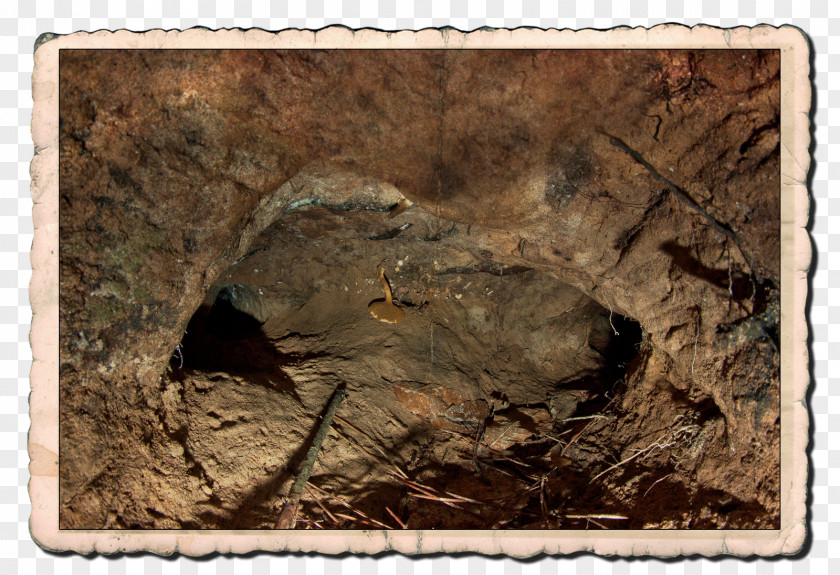 Fortoresse European Badger Rue Du Complexe Scientifique Animal Subterranea Clay PNG