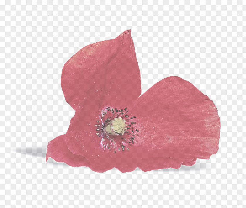 Hibiscus Poppy Family Pink Petal Flower Plant PNG