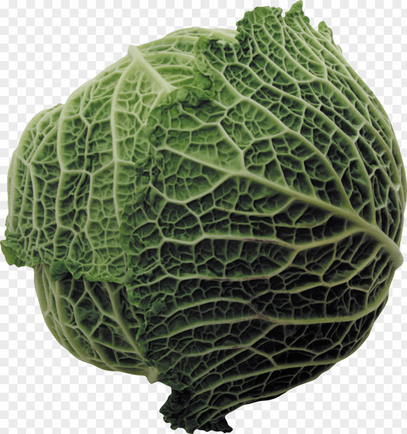 Vegetable Savoy Cabbage Capitata Group Collard Greens Spring PNG