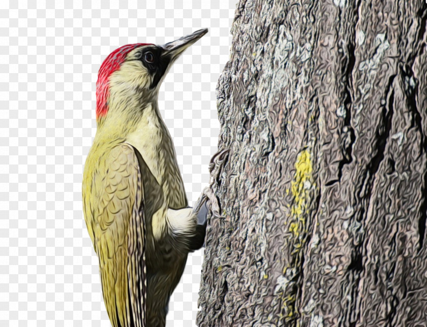 Woodpeckers Piciformes Beak Tree Biology PNG