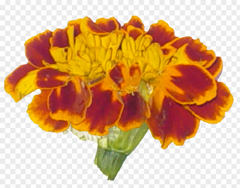 Flower Cut Flowers Yellow Orange Basket PNG