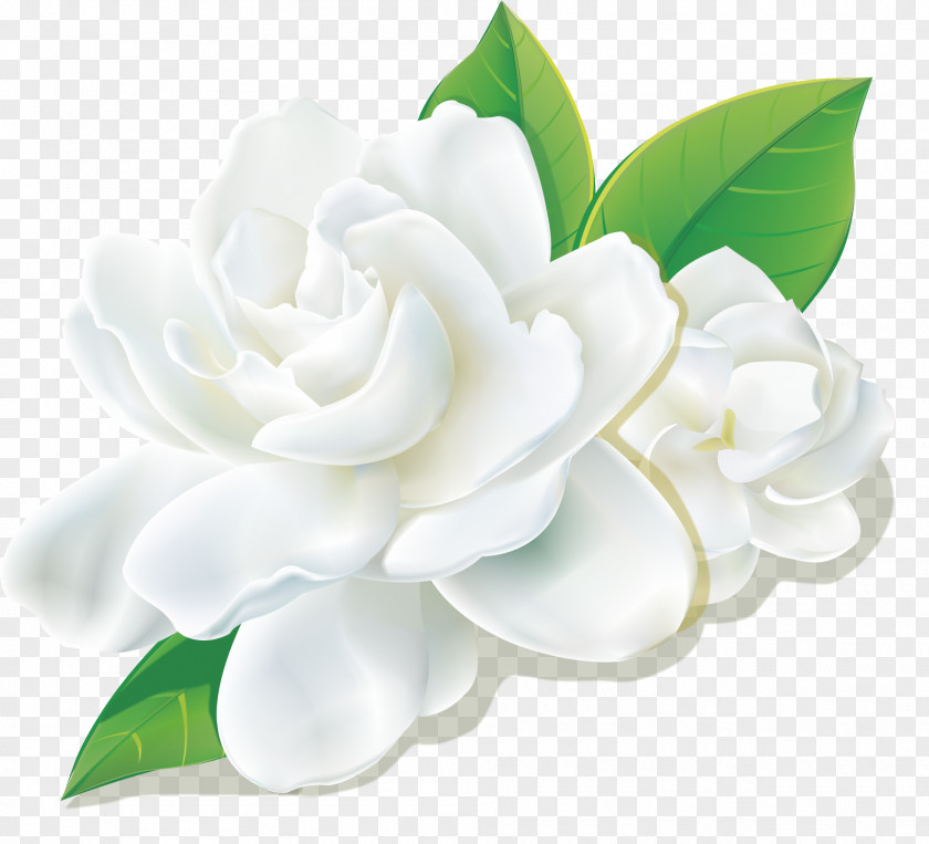 Fresh Camellia PNG