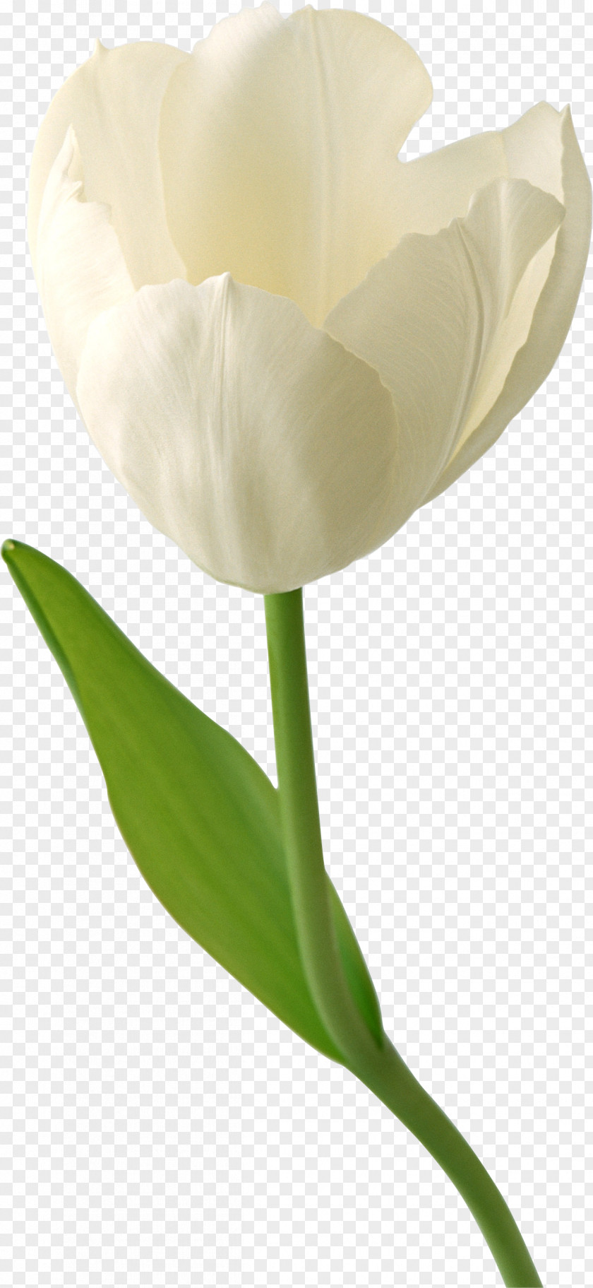Margarita Tulip Desktop Wallpaper Flower High-definition Television PNG