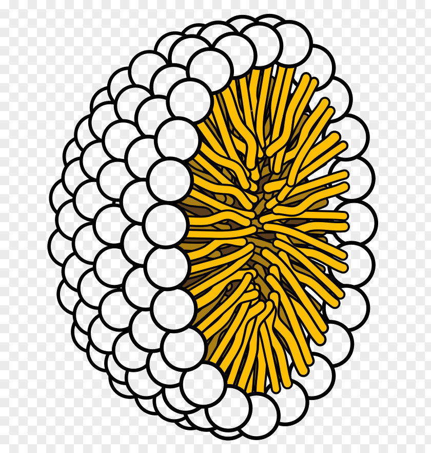 Micelle Lipid Bilayer Liposome Phospholipid Hydrophobic Effect PNG