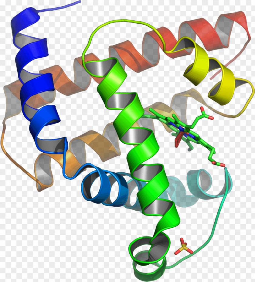Protein Vecteur Tertiary Structure Myoglobin Amino Acid PNG