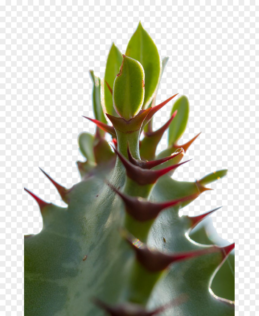 Cactus Closeup Download PNG