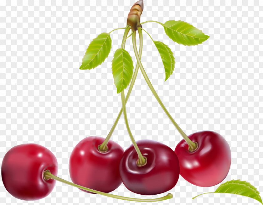 Cherry Shade Fruit Clip Art PNG