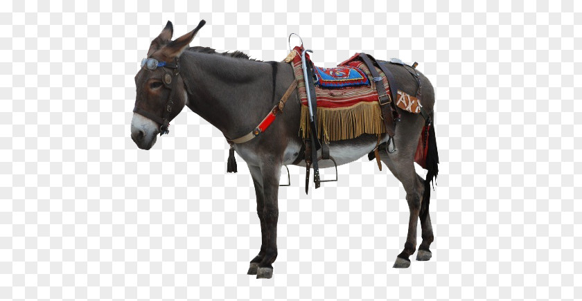 Donkey Icon PNG