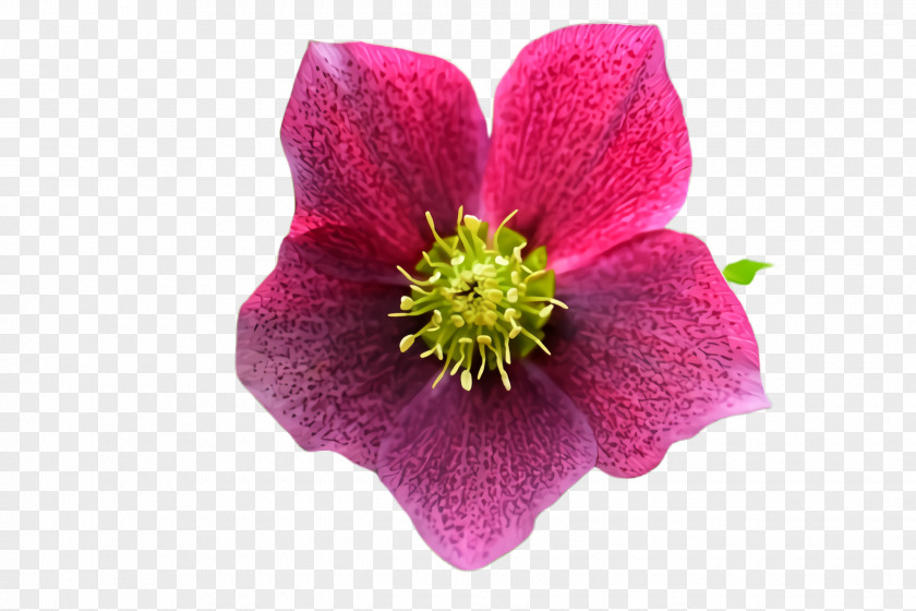 Hellebore Wildflower Flower Flowering Plant Petal Pink PNG