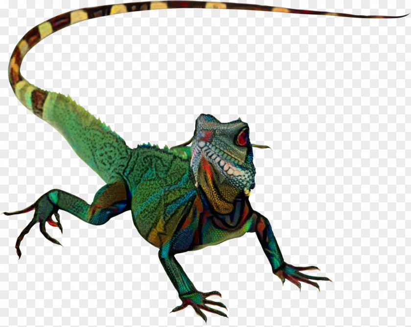 Lizard Chameleons Reptile Komodo Dragon True Geckos PNG