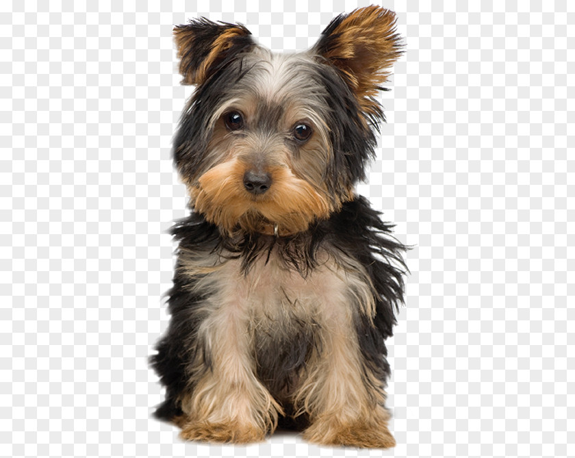 Puppy Morkie Yorkshire Terrier Maltese Dog Breed PNG