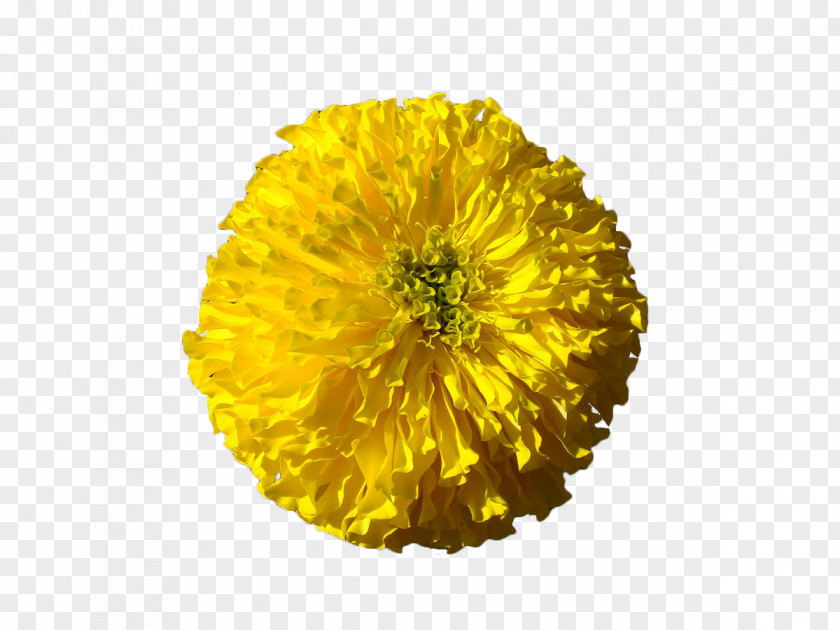 Yellow Chrysanthemum Mexican Marigold Petal Flower PNG