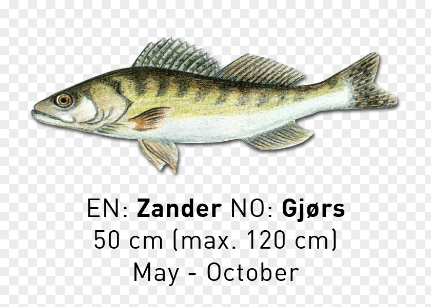Fish Sardine Products Cod Salmon Oily PNG