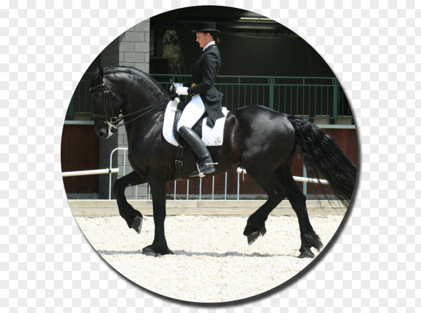 Friesian Horse Akhal-Teke Cross Stallion Dressage PNG