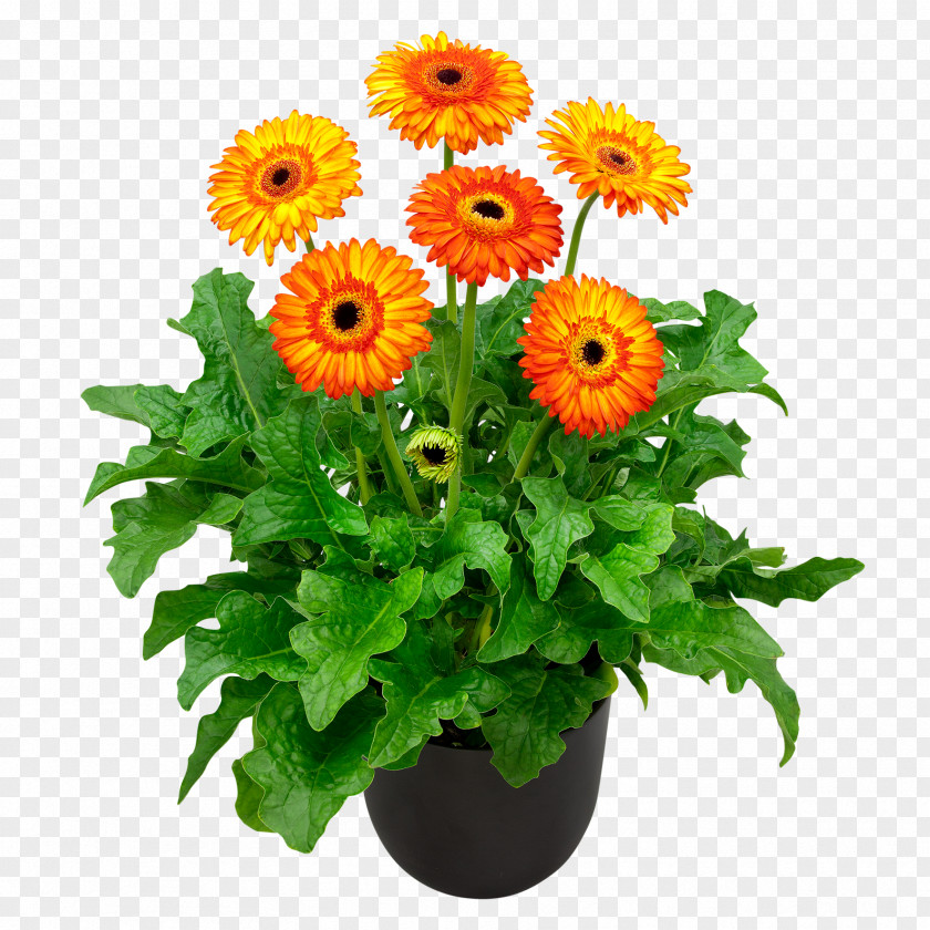 Gerbera Cut Flowers Ranunculus Asiaticus Floristry Dehner PNG