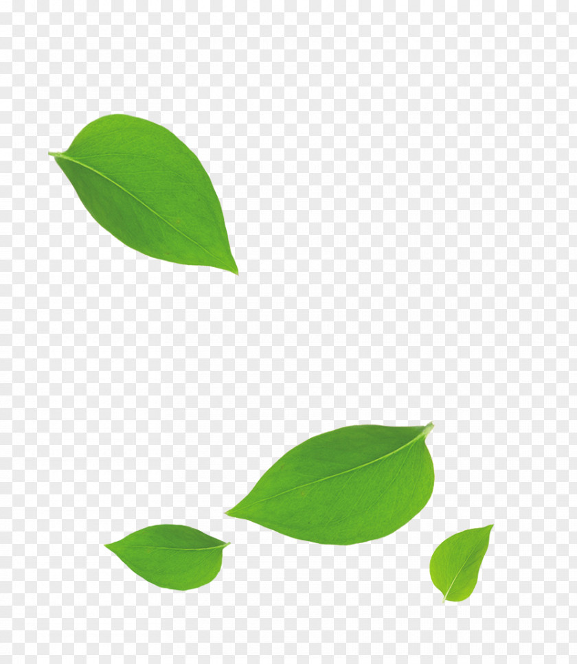 Green Leaves Falling Floating Material Leaf Bamboo PNG