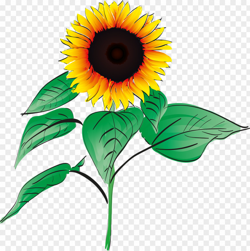 Mature Sunflower Pension Zum Schweizerhaus Common Clip Art PNG